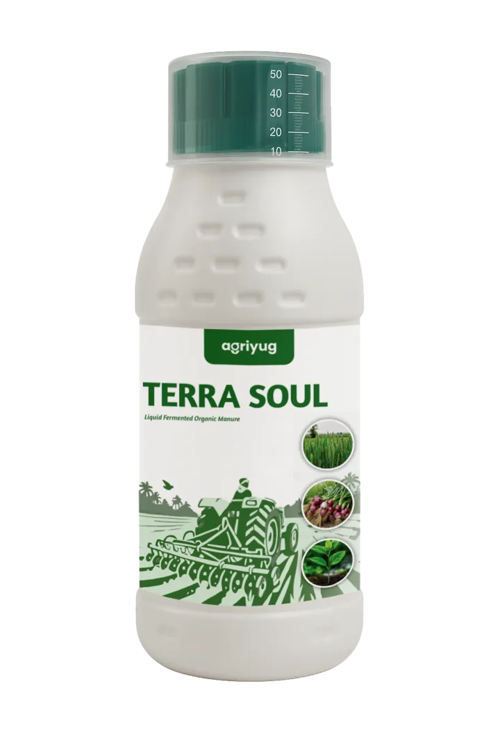 Terra Soul