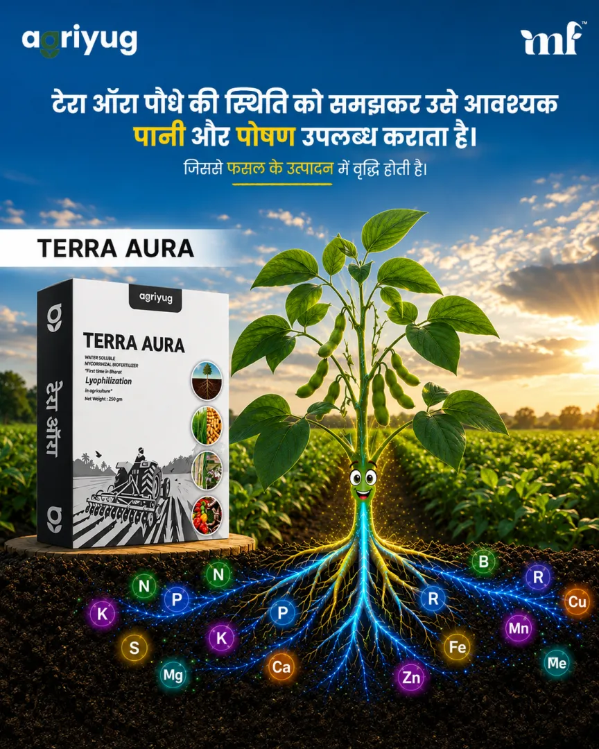 Terra Aura ws - 06.07.2026
