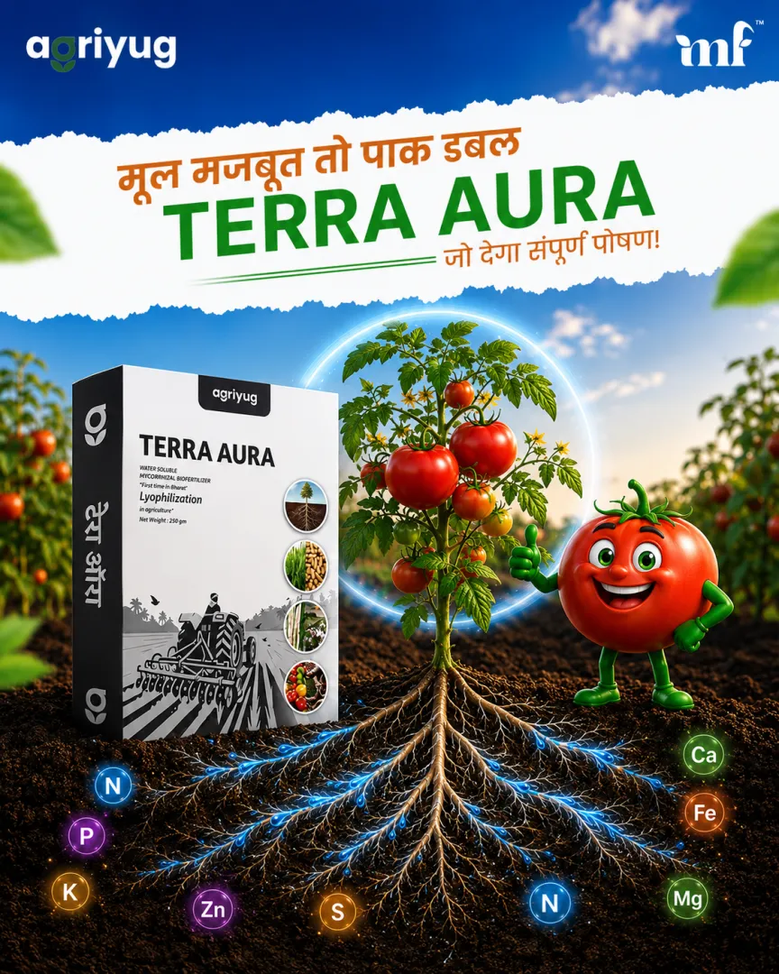 Terra Aura ws - 24.07.2026