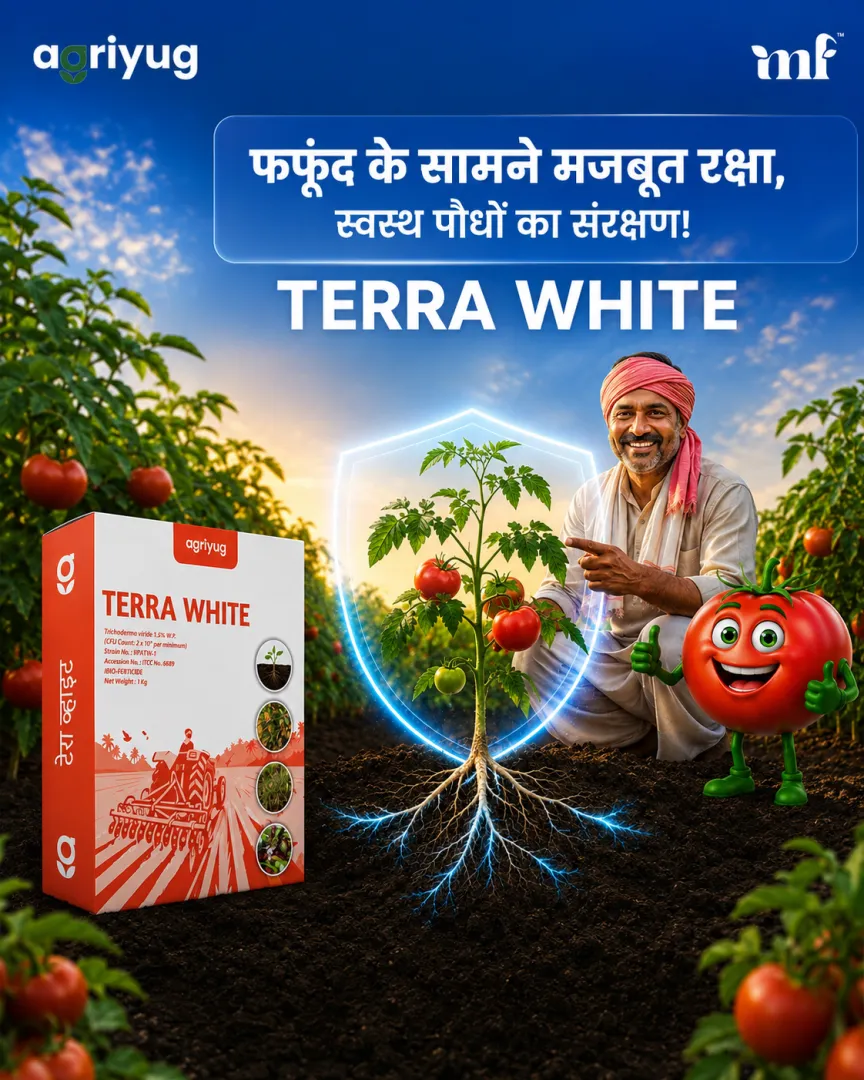 Terra White - 08.07.2026