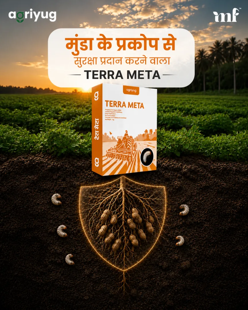 Terr Meta - 15.06.2026