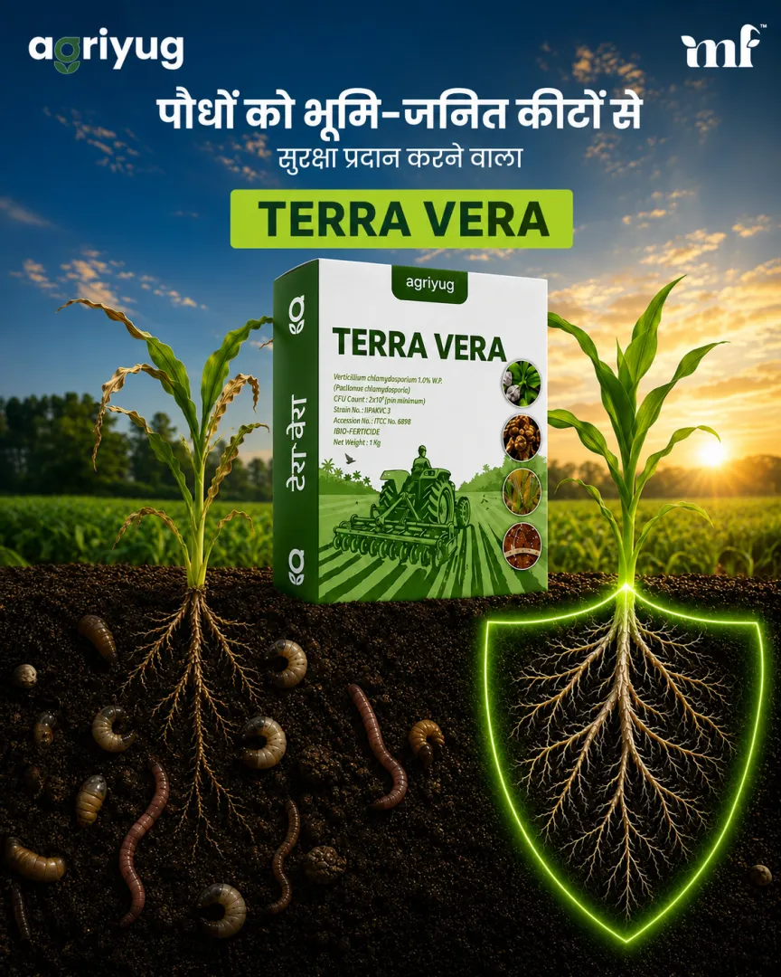 Terra Vera - 26.06.2026