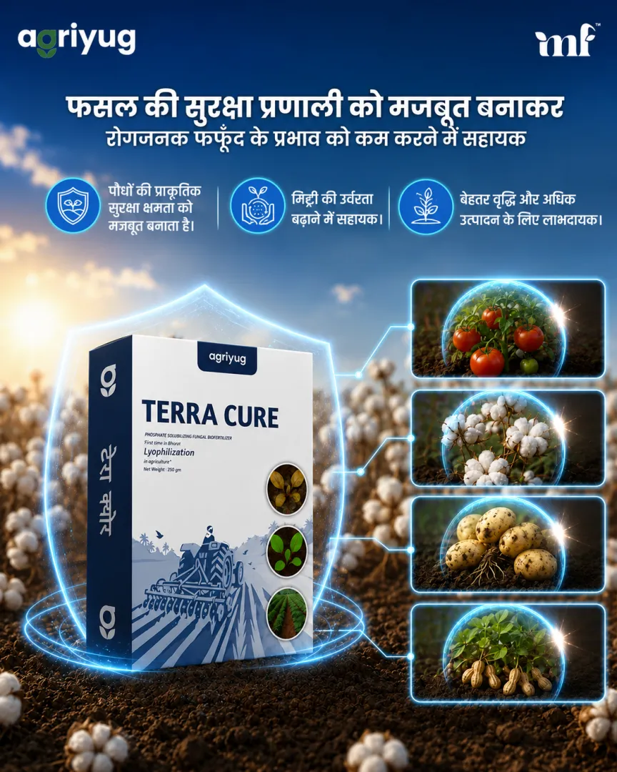 Terra Cure - 28.07.2026