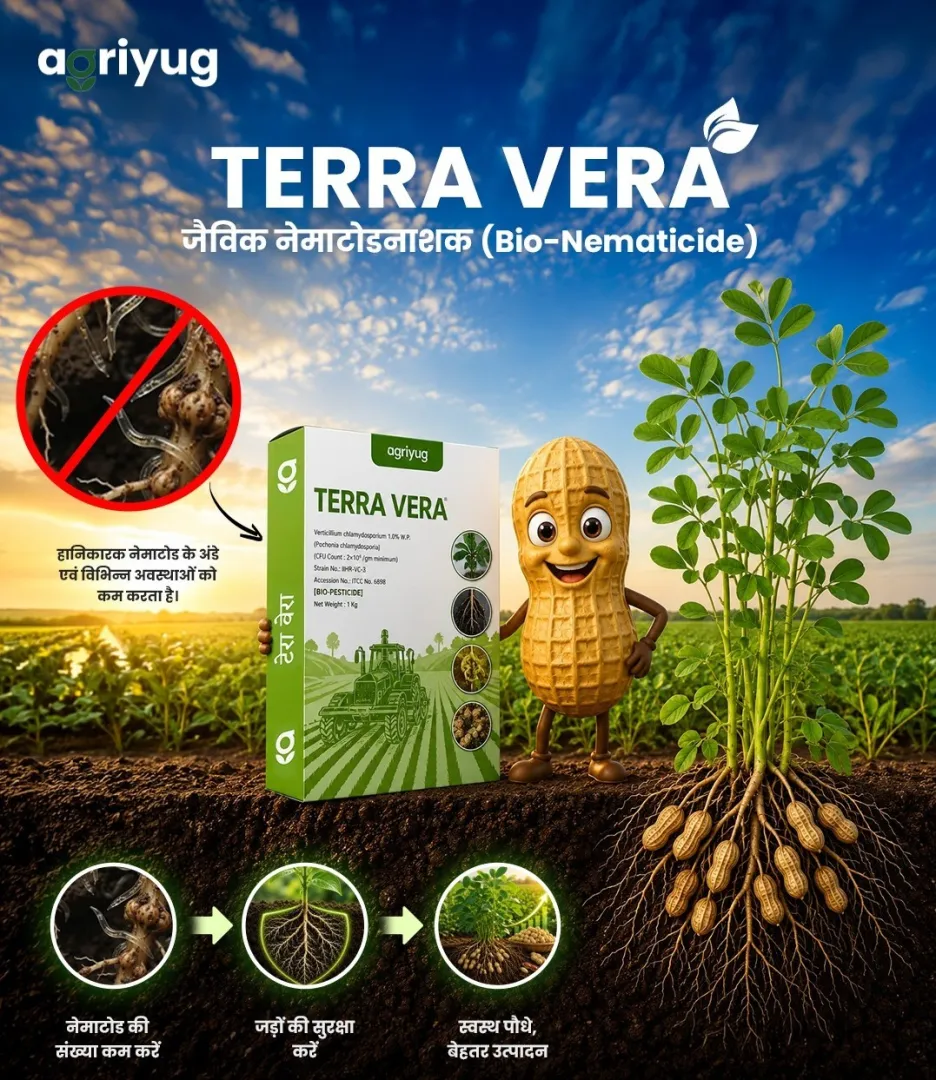 Terra Vera - 31.07.206